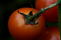 Cherry Tomatoes